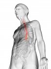 Digital illustration of transparent elderly man body with visible orange-colored esophagus. — Stock Photo