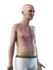 Digital illustration of senior man anatomy showing heart. — Stock Photo