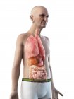 Illustrazione digitale dell'anatomia dell'uomo anziano che mostra gli organi interni . — Foto stock