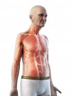 Цифровая иллюстрация анатомии пожилого человека, показывающая мышцы . — стоковое фото