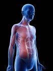 Цифровая иллюстрация анатомии пожилых людей, показывающая мышцы верхней части тела . — стоковое фото