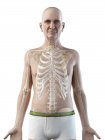Digitale Illustration der Anatomie eines älteren Mannes mit Skelett. — Stockfoto