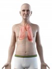 Цифровая иллюстрация анатомии пожилых людей, показывающая легкие . — стоковое фото