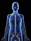 Ilustración digital de la anatomía del hombre mayor que muestra nervios . - foto de stock