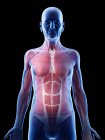 Ilustração digital da anatomia do homem sênior mostrando músculos . — Fotografia de Stock