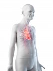 Цифрова ілюстрація анатомії старшого чоловіка, що показує серце . — стокове фото