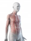 Illustration numérique de l'anatomie de l'homme âgé montrant les muscles . — Photo de stock