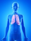 Ilustración digital de la anatomía del hombre mayor que muestra pulmones . - foto de stock