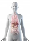 Ilustración digital de la anatomía del hombre mayor que muestra órganos internos . - foto de stock