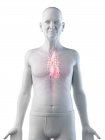 Ilustração digital da anatomia do homem sênior mostrando coração . — Fotografia de Stock