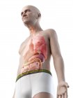 Цифрова ілюстрація анатомії старшої людини, що показує внутрішні органи . — стокове фото
