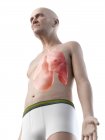 Ilustração digital da anatomia do homem sênior mostrando pulmões . — Fotografia de Stock