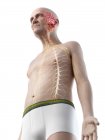 Digitale Illustration der Anatomie eines älteren Mannes, die Gehirn und Nerven zeigt. — Stockfoto