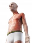 Digitale Illustration der Anatomie eines älteren Mannes, die Muskeln zeigt. — Stockfoto