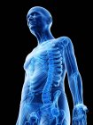 Ilustración digital de la anatomía del hombre mayor mostrando esqueleto . - foto de stock