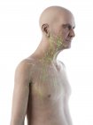 Digitale Illustration der Anatomie eines älteren Mannes, die das Lymphsystem zeigt. — Stockfoto