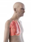 Illustrazione digitale dell'anatomia dell'uomo anziano che mostra i polmoni . — Foto stock