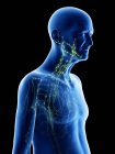 Ilustração digital da anatomia do homem sênior mostrando sistema linfático . — Fotografia de Stock