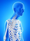 Digital illustration of senior man anatomy showing skeleton. — Stock Photo