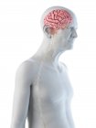 Digitale Illustration der Anatomie eines älteren Mannes, die Gehirn und Nerven zeigt. — Stockfoto