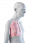Цифрова ілюстрація анатомії старшої людини, що показує легені . — стокове фото