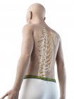 Ilustración anatómica digital de la espalda esquelética del hombre mayor . - foto de stock