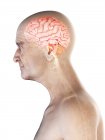 Digital illustration of senior man anatomy showing brain and nerves. — Stock Photo