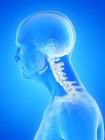 Digital anatomical illustration of skeletal neck of senior man. — Stock Photo