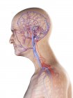 Illustrazione anatomica digitale di arterie e vene nel corpo dell'uomo anziano . — Foto stock