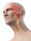 Цифрова ілюстрація анатомії старшого чоловіка, що показує мозок і нерви . — стокове фото
