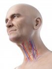 Ilustración digital de los vasos sanguíneos de la garganta del hombre mayor . - foto de stock