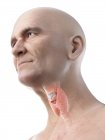 Ilustración digital de la glándula tiroides en el cuerpo del hombre mayor . - foto de stock