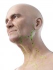 Ilustração digital de linfonodos de garganta de homem sênior . — Fotografia de Stock