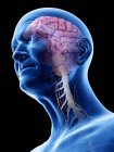 Цифровая иллюстрация анатомии пожилого человека, показывающая мозг и нервы . — стоковое фото