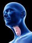 Illustrazione digitale della ghiandola tiroidea nel corpo dell'uomo anziano . — Foto stock