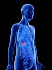 Ilustração digital de glândulas supra-renais no corpo do homem sênior . — Fotografia de Stock