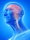 Ilustración digital de la anatomía del hombre mayor mostrando el cerebro y los nervios . - foto de stock