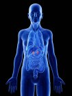 Digital illustration of adrenal glands in senior man body. — Stock Photo