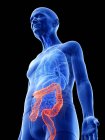 Digital illustration of colon in senior man body. — Stock Photo