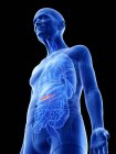 Digital illustration of gallbladder in senior man body. — Stock Photo