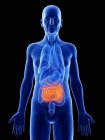 Ilustración digital del intestino delgado en el cuerpo del hombre mayor . - foto de stock