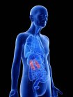 Digital illustration of kidneys in senior man body. — Stock Photo