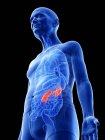 Digital illustration of kidneys in senior man body. — Stock Photo