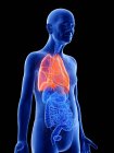 Digitale Illustration der Anatomie eines älteren Mannes mit Lungen. — Stockfoto