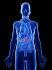 Ilustración digital del páncreas en el cuerpo del hombre mayor . - foto de stock