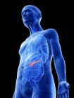 Digitale Illustration der Bauchspeicheldrüse im Körper eines älteren Mannes. — Stockfoto