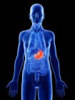 Digital illustration of stomach in senior man body. — Stock Photo