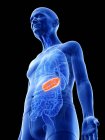 Digital illustration of stomach in senior man body. — Stock Photo