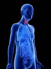 Ilustração digital da glândula tireóide no corpo do homem sênior . — Fotografia de Stock