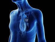 Ilustração digital médica do homem idoso com marca-passo cardíaco no coração . — Fotografia de Stock
